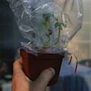 Transpiration - Blätter geben Wasser ab [UE|MA]
