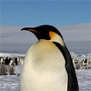 Pinguine - Bergmannsche Regel [UE|MA]
